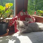 Il Pino Bed and Breakfast Alpe Devero