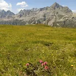 Il Pino