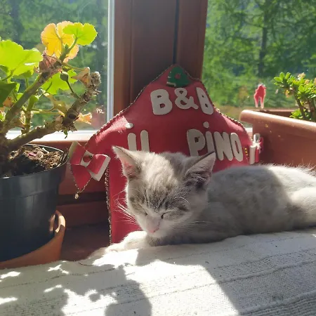 Il Pino Alojamento de Acomodação e Pequeno-almoço Alpe Devero