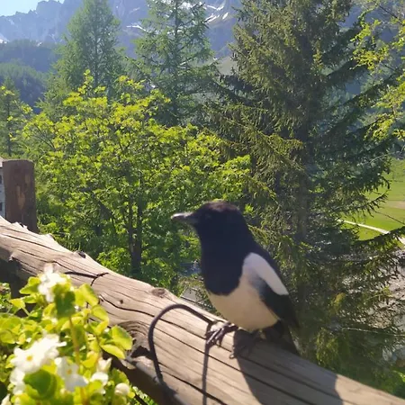 Alojamento de Acomodação e Pequeno-almoço Il Pino