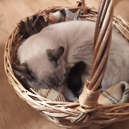 Alojamento de Acomodação e Pequeno-almoço Il Pino *