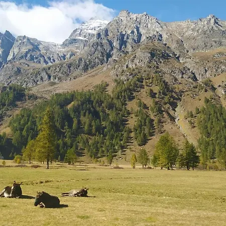Il Pino *