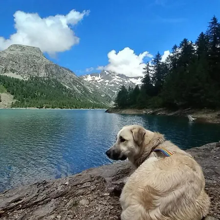 Il Pino