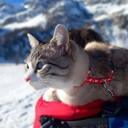 Il Pino Alojamento de Acomodação e Pequeno-almoço *