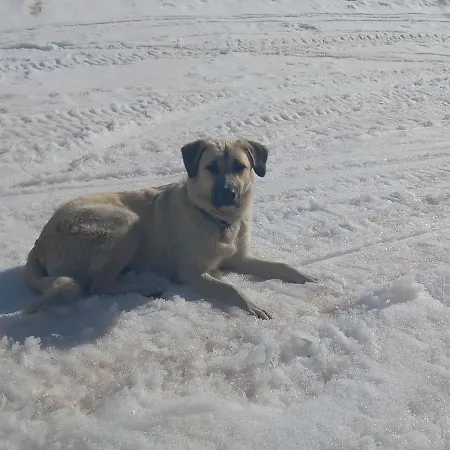 Alojamento de Acomodação e Pequeno-almoço Il Pino *