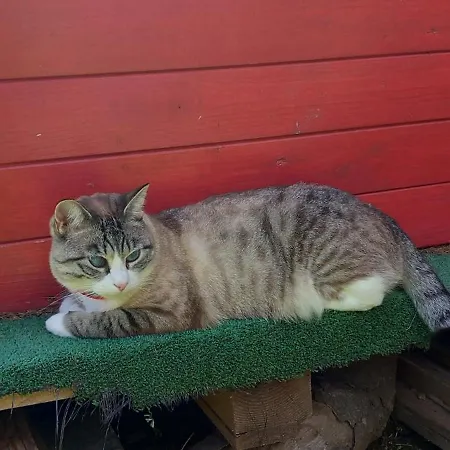 Il Pino Alojamento de Acomodação e Pequeno-almoço Alpe Devero