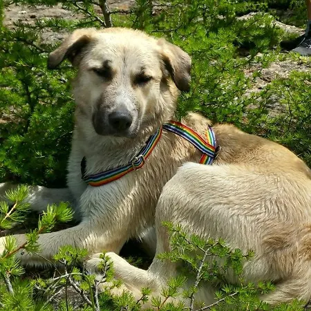 Nocleg ze śniadaniem Il Pino Alpe Devero