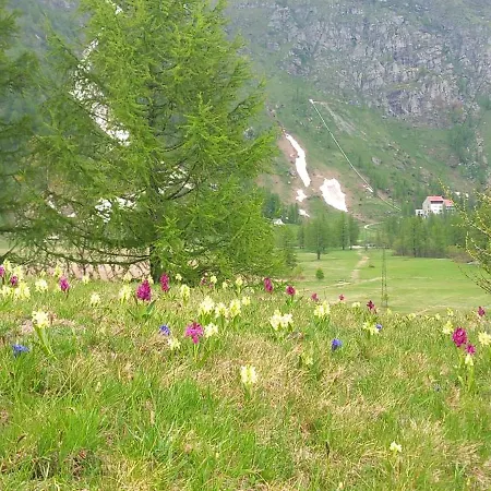 Il Pino * Alpe Devero