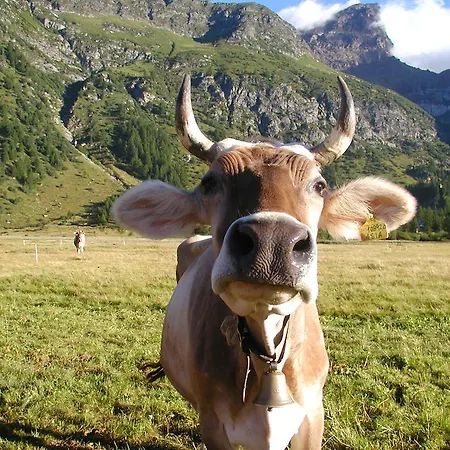 Bed & Breakfast Il Pino Alpe Devero